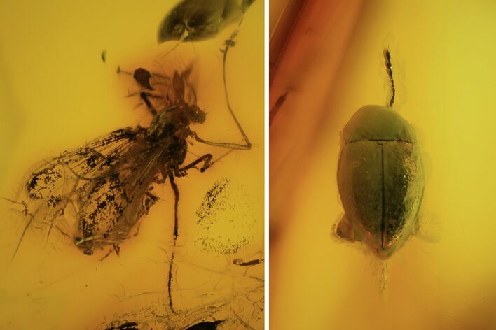 Fossil Fly (Diptera) & Beetle (Coleoptera) In Baltic Amber #120609